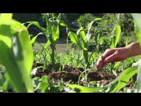 Makki Ki Kasht Ka Asan Tarika | Corn Farming Full Guide | Green Zarat Network