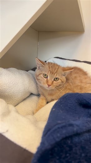 Your generosity helps vulnerable shelter animals like Desi! ❤️🐾 Give now: https://www.coloradogives.org/donate/ArkValleyHumaneSociety When you give to Ark-Valley Humane Society for Colorado Gives Day (Nov. 1st- Dec. 9th) you help transform the lives of shelter animals who need us the most, like young kitten Desi. Three-month-old kitten Desi arrived at Ark-Valley Humane Society with a serious injury to his pelvic region. We are grateful to our partners at Salida Veterinary Hospital, who generous