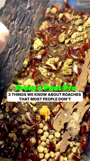 🪳 From a Pest Control Pro: 3 things we know about roaches that most people don't.