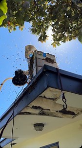 One the menu today, cut out #2 for the day. This was the end game of dumping the vacuumed bees into their new home. Tonight we go back to pick them up after dark. The whole job is complex and thorough to move an old, established hive. Definitely hire an experienced beekeeper to do this kind of work. #beeremoval #bees #beekeeping #honeybees #bee #lovebees #Miami @edwardcarlemilo | Beelightful Bee Company