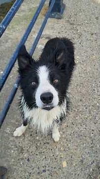 Border Collie's Amazing Water Fetch" August 1, 2025