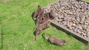 Group of young playful otters. Close family unit resting and drying out on the summer meadows.