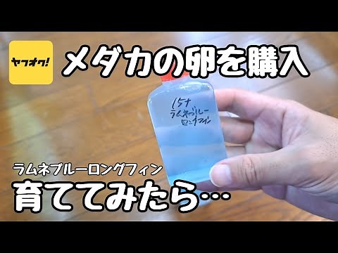 ヤフオクでめだかの卵、ラムネブルーロングフィンを購入して育ててみた【メダカ】