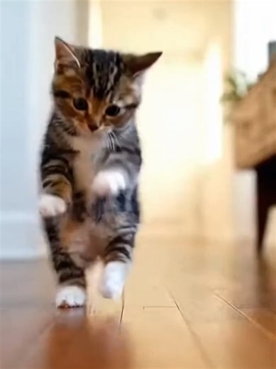 "SHAKE IT LIKE A SALT SHAKER" #viraltiktok #viral #viralvideo #ever...