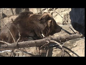 Grizzly Bears at Central Park Zoo in NYC
