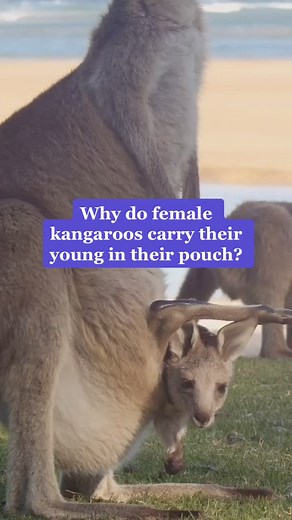 Why do female kangaroos carry their young in their pouch? #LearnOnTikTok #TikTokPartner #AnimalFacts #kangaroo