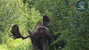 Sometimes moose get into places you'd think they could not fit into, but in reality moose are masters are moving around in tight places and weaving their way thru places where a person could not go. I've always been fascinated by this, going way back to the woods of Northern Maine. This is 22 while still in velvet (bulls take special caution protecting their antlers while they are in velvet), and he's a master at moving around in his domain. It is such a pleasure to share these adventures with s