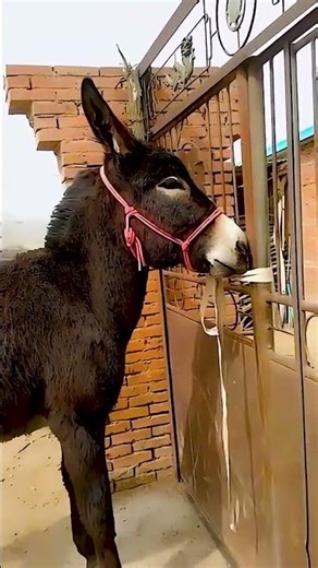 Funniest Donkey Ever Donkey Training the fun way 2272