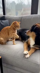 Cat Slaps Dog… and Dog Slaps Back 😂 | Funny Pet Moment