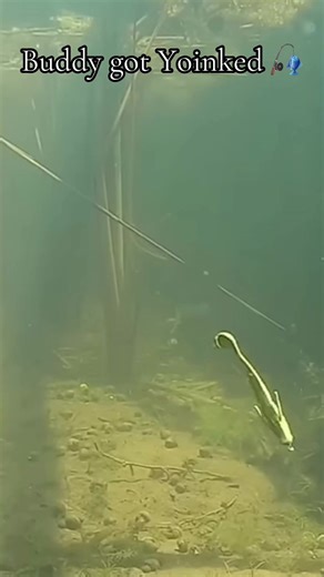 Best Fishing Techniques for Catching Various Fish Species