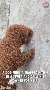 49K views · 606 reactions | A dog finds a trapped kitten and calls his owner for help | Green Bean | Facebook