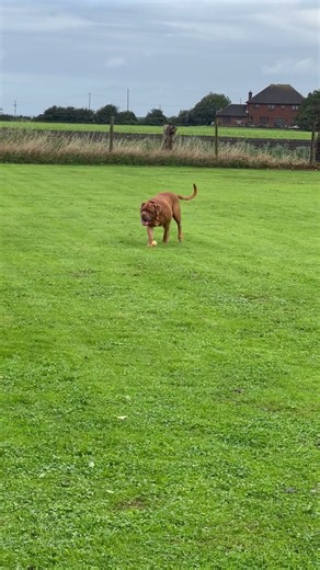 Dogue de Bordeaux