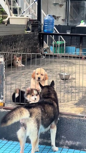 Đói Mới Nhìn Dị Á: Khám Phá Dreamhouse Đà Lạt Cực Chill