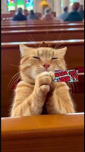 Cuando rezás y Dios te escucha 😹🙏#gato #humor #viral #shorts #reels