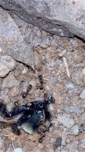 Aphaenogaster Rudis eating dead a carpenter bee #ants