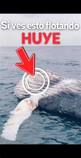Si ves esto flotando… HUYE (puede EXPLOTAR 😨) #ballena #oceano #peligro