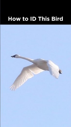 Tundra Swan in flight identification example