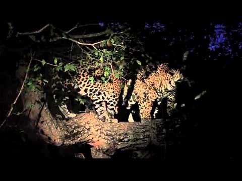 Jaguars climb trees - Projeto Onçafari