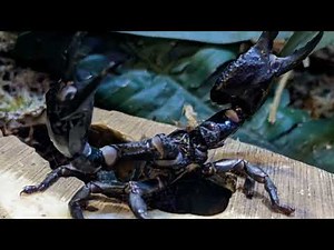 Asian Forest Scorpion Up Close: Exclusive Footage from Plantasia Tropical Zoo!
