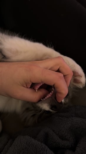 Border Collie Puppy Bites Everything in Sight