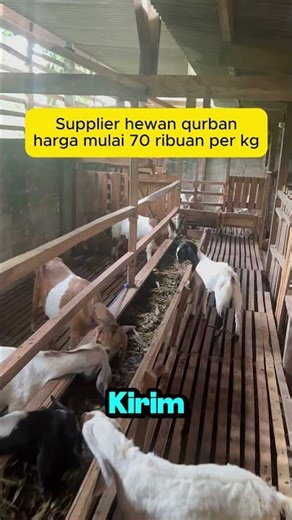kambing Qurban Domba Qurban - Peternakan Kambing Domba Lampung Berkah Jaya Farm -