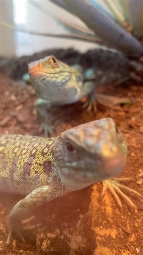 What are the baby lizards doing? 🤣