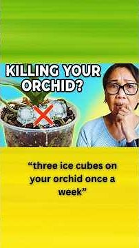 Should You Water Orchids With Ice Cubes? Here's the TRUTH! 🧊🌸🌿