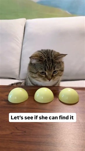 Smart Cat Wins Shell Game Every Time (Genius Tabby) 🙀🏆
