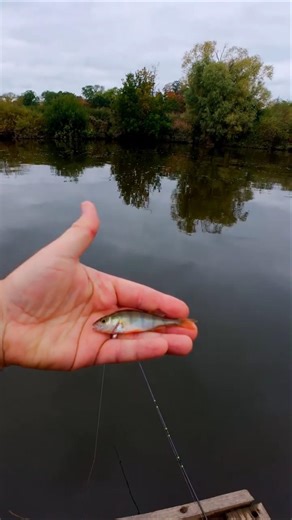 Smallest perch I could catch on a lure