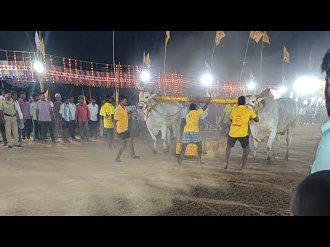 10) RK bulls (జయసింహ_ సమరసింహ) ద్వితీయ బహుమతి 🏆 మార్కాపురం 2026 Markapuram Ongole bulls compitition