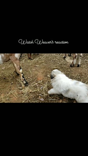 Weaver goat isn't sure what to think if this fluffy new goat in the pasture. I'm pretty sure our lgd puppy has heard milk star rumors and just wants to nurse. 🤣 We don't leave the puppies alone at this age in the pasture but they are in training to be 🐐 guardians. Keep working fluffy boy! No, I'm not naming him. The hubby is already trying to retain this cute boy. Lol | Cotton Bean Farms