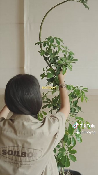 Schefflera Glow Up: Transform Your Indoor Plants