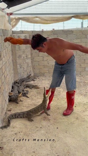 Brave Handler Safely Captures Aggressive Crocodiles in Enclosure