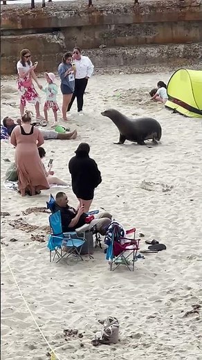 Sociable seal joins beach-goers 🤣 (🎥: ViralHog)
