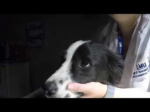 Pupillary reflex in Dog's eye