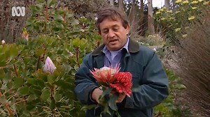 Growing Proteas and Waratahs - Gardening Australia