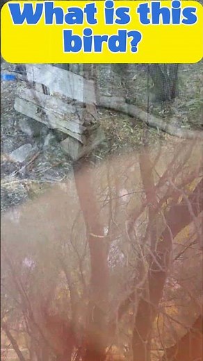 Aussie Bird sounds similar to Hunger Games Bird. Stunning!