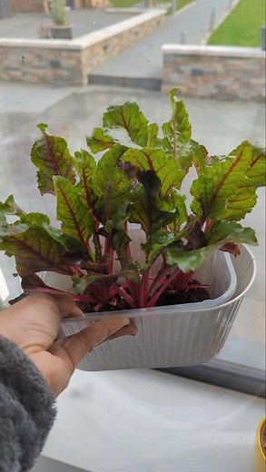 Regrow Beet Greens in Water – No Soil Needed! 🌱#BeetGreens##RegrowFood#HomeGardening#HealthyLiving