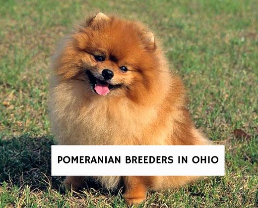 10 Best Pomeranian Breeders in Ohio! - We Love Doodles