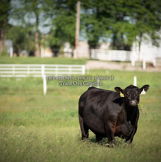 An honor and a privilege #fyp #transovagenetics #cow #livestock #repro