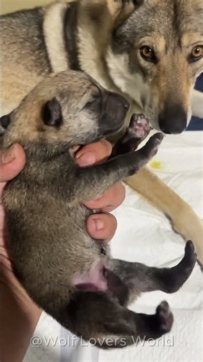 Watch These Wolf Pups Grow Up Day by Day 🐺❤️ #Shorts