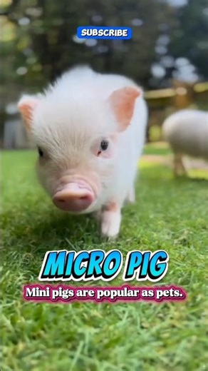 Babi Mini #shorts #animallovers #micropig #cute #pets