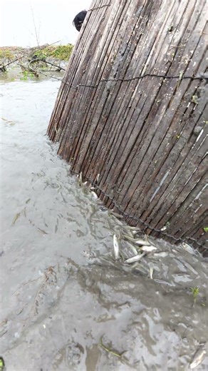 Thousands of Small Fish Catching! Primitive Fishing in the Village #fishing #fish #village