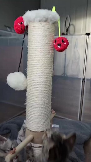 winter and his cherry catnip toy 😂 available in our shop (link in bio) 20% off catnip toys with code CATNIP. #catnip #cats #catsoncatnip | Fostering kittens