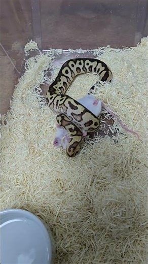 WARNING!! LIVE FEEDING!! #reptiles #ballpython #ballpythonfeeding