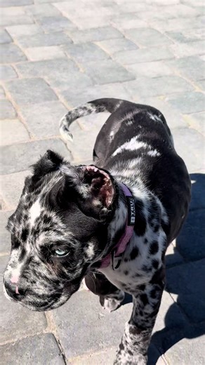 Meet Kruella: Our Adorable 10-Week-Old North American Mastiff