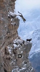 The deadly snow leopard