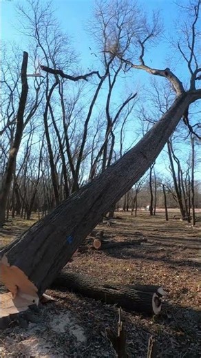Huge maple vs ‪@caterpillarinc‬ skid steer #tree #machine #Yeahboy