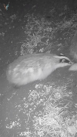 This Ticino Badger's 108th Visit in 30 Days — Back the Same Day, 6:58 PM