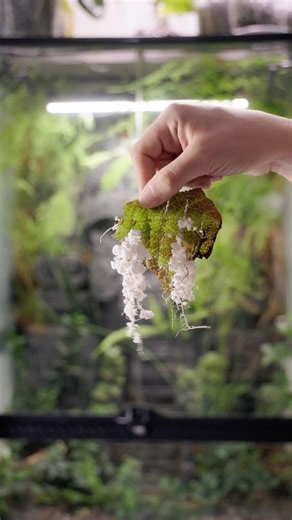 Begonia Rex propagation results 🌿✨